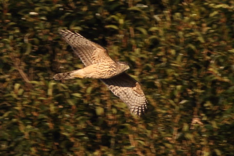 トリミング 2016/12月 SIGMA150-600C+7D2 焦点距離600mm F8 ss1/500 ISO200 Case3