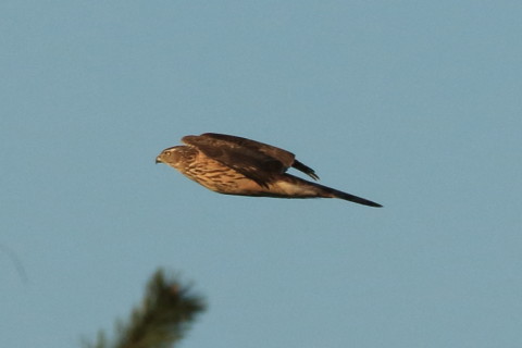 トリミング 2016/12月 SIGMA150-600C+7D2 焦点距離600mm F8 ss1/1600 ISO640 Case3