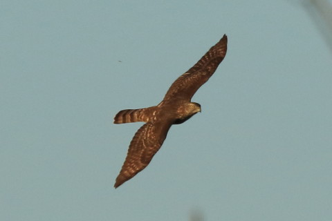トリミング 2016/12月 SIGMA150-600C+7D2 焦点距離600mm F8 ss1/1600 ISO640 Case3