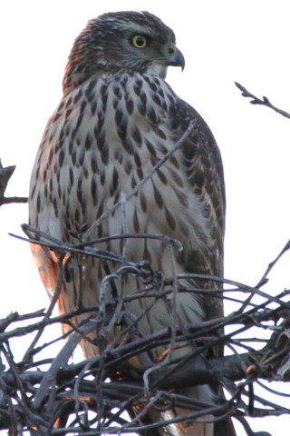 トリミング 2016/12月 SIGMA150-600C+7D2 焦点距離600mm F6.3 ss1/200 ISO800