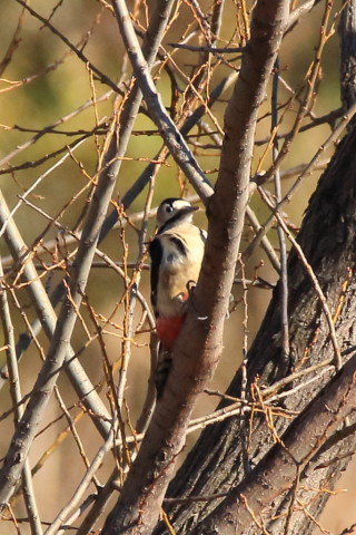 トリミング 2016/12月 SIGMA150-600C+7D2 焦点距離600mm F8 ss1/1250 ISO1000
