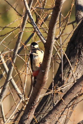 トリミング 2016/12月 SIGMA150-600C+7D2 焦点距離600mm F8 ss1/1250 ISO1000