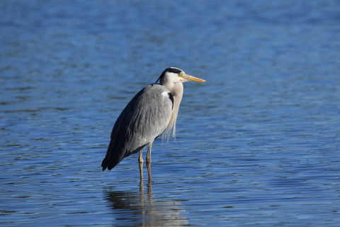 2016/12月 SIGMA150-600C+7D2 焦点距離600mm F8 ss1/500 ISO100