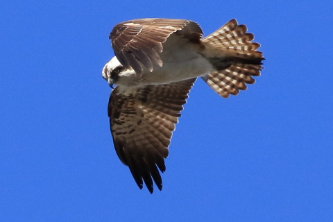 トリミング 2016/12月 SIGMA150-600C+7D2 焦点距離600mm F8 ss1/1250 ISO500 Case3