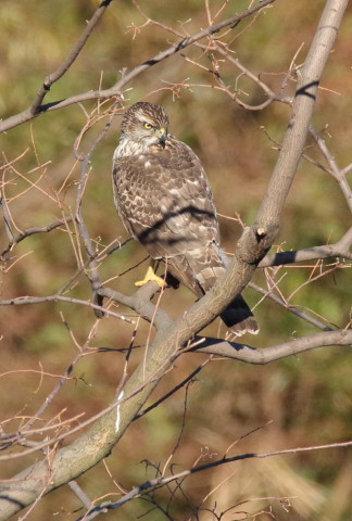 トリミング 2016/12月 SIGMA150-600C+7D2 焦点距離600mm F8 ss1/1250 ISO800