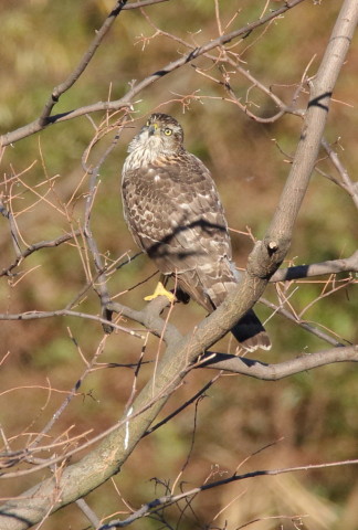 トリミング 2016/12月 SIGMA150-600C+7D2 焦点距離600mm F8 ss1/1250 ISO800
