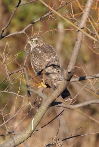 トリミング 2016/12月 SIGMA150-600C+7D2 焦点距離600mm F8 ss1/1250 ISO800
