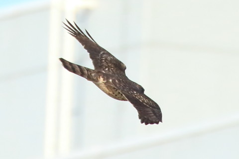 トリミング 2016/12月 SIGMA150-600C+7D2 焦点距離600mm F8 ss1/2000 ISO1250 Case3