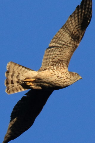 トリミング 2016/12月 SIGMA150-600C+7D2 焦点距離600mm F8 ss1/1600 ISO640 Case3