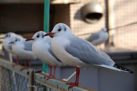 2017/1月 SIGMA17-70+7D2 焦点距離70mm F4 ss1/320 ISO100