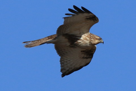 トリミング 2017/1月 SIGMA150-600C+7D2 焦点距離600mm F8 ss1/1600 ISO320 Case3
