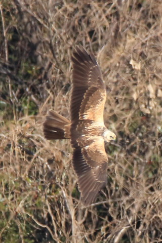 トリミング 2017/1月 SIGMA150-600C+7D2 焦点距離600mm F8 ss1/1600 ISO800 Case3
