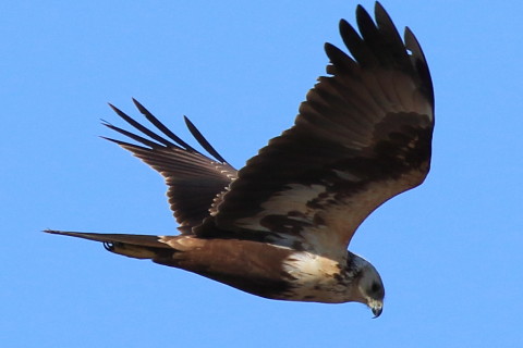 トリミング 2017/1月 SIGMA150-600C+7D2 焦点距離600mm F8 ss1/1600 ISO250 Case3