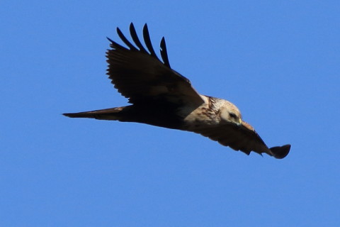 トリミング 2017/1月 SIGMA150-600C+7D2 焦点距離600mm F8 ss1/1600 ISO250 Case3