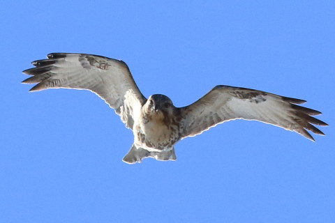 トリミング 2017/1月 SIGMA150-600C+7D2 焦点距離468mm F8 ss1/2000 ISO500 Case3