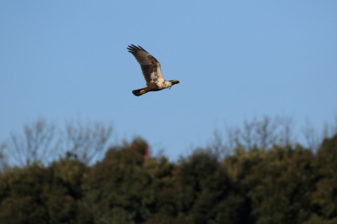 2017/1月 SIGMA150-600C+7D2 焦点距離600mm F8 ss1/1600 ISO250 Case3