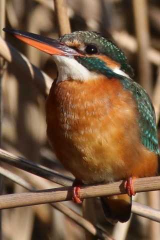 トリミング 2017/1月 SIGMA150-600C+7D2 焦点距離600mm F8 ss1/1250 ISO500