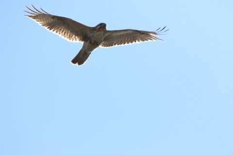 2017/1月 SIGMA150-600C+7D2 焦点距離546mm F8 ss1/1250 ISO200 Case3