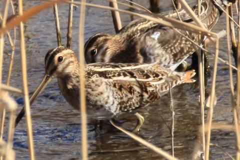 2017/1月 SIGMA150-600C+7D2 焦点距離600mm F8 ss1/1250 ISO640 Case3