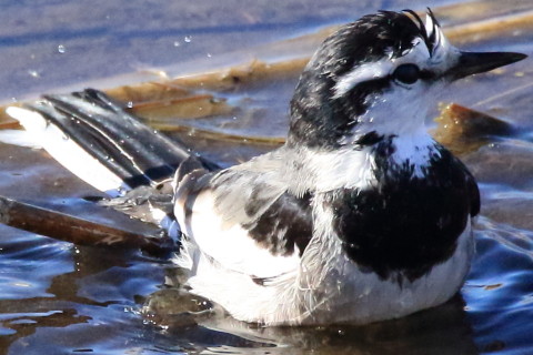 トリミング 2017/1月 SIGMA150-600C+7D2 焦点距離600mm F8 ss1/2500 ISO3200