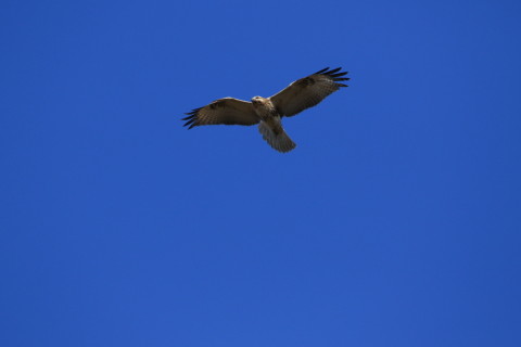 2017/1月 SIGMA150-600C+7D2 焦点距離600mm F8 ss1/1600 ISO400 Case3