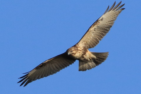 トリミング 2017/1月 SIGMA150-600C+7D2 焦点距離600mm F8 ss1/2500 ISO640 Case3
