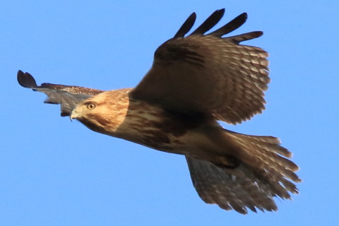 トリミング 2017/1月 SIGMA150-600C+7D2 焦点距離600mm F8 ss1/1600 ISO1250 Case3