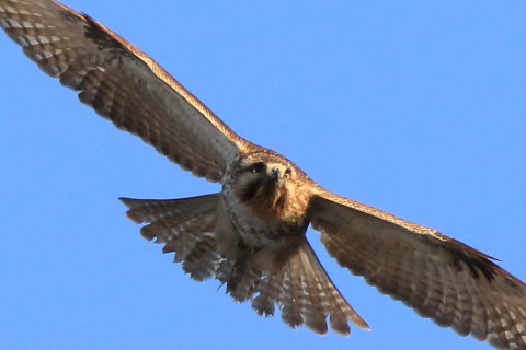 トリミング 2017/1月 SIGMA150-600C+7D2 焦点距離600mm F8 ss1/1600 ISO1250 Case3