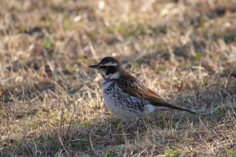 2017/1月 SIGMA150-600C+7D2 焦点距離600mm F6.3 ss1/640 ISO400