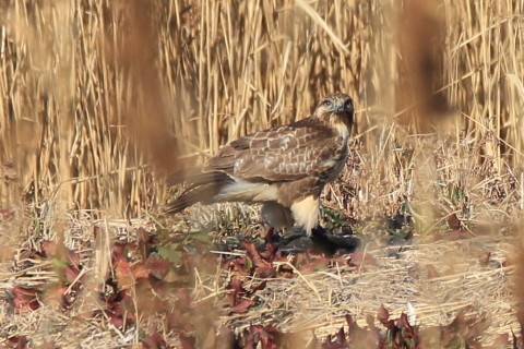 トリミング 2017/1月 SIGMA150-600C+7D2 焦点距離600mm F8 ss1/1000 ISO320