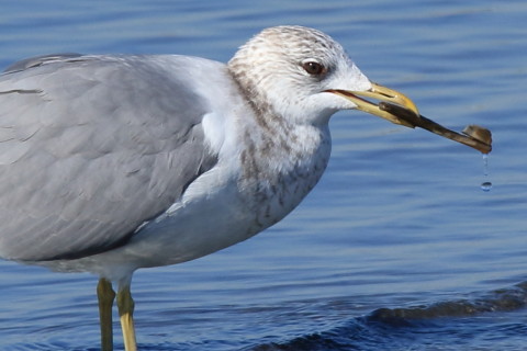 トリミング 2017/1月 SIGMA150-600C+7D2 焦点距離600mm F8 ss1/800 ISO200