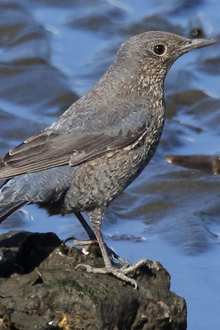 トリミング 2017/1月 SIGMA150-600C+7D2 焦点距離600mm F8 ss1/1250 ISO500