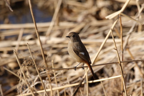 2017/1月 SIGMA150-600C+7D2 焦点距離600mm F8 ss1/1000 ISO400