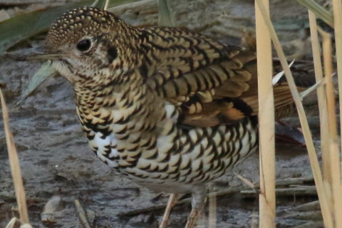 トリミング 2017/1月 SIGMA150-600C+7D2 焦点距離600mm F8 ss1/640 ISO2000