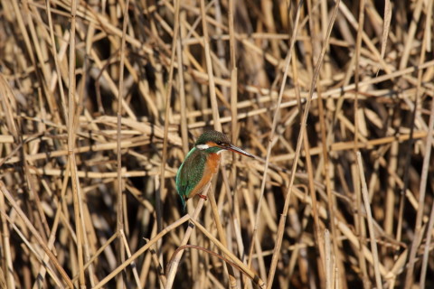 2017/1月 SIGMA150-600C+7D2 焦点距離600mm F8 ss1/640 ISO200