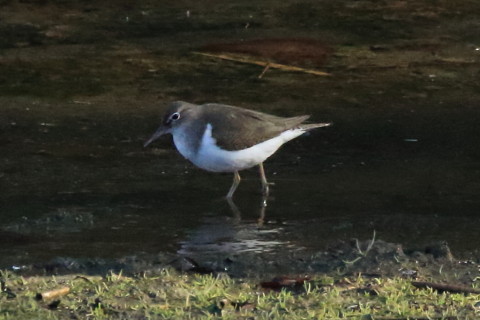 トリミング 2017/1月 SIGMA150-600C+7D2 焦点距離600mm F8 ss1/2000 ISO3200
