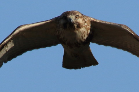 トリミング 2017/1月 SIGMA150-600C+7D2 焦点距離600mm F8 ss1/2000 ISO400 Case3
