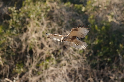 2017/1月 SIGMA150-600C+7D2 焦点距離600mm F8 ss1/640 ISO1600 Case3