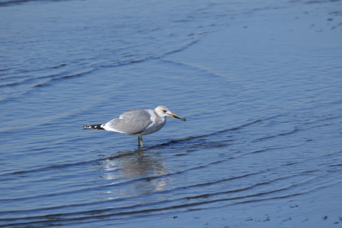 2017/1月 SIGMA150-600C+7D2 焦点距離600mm F8 ss1/800 ISO200