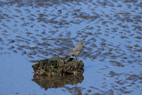 2017/1月 SIGMA150-600C+7D2 焦点距離600mm F8 ss1/1250 ISO500