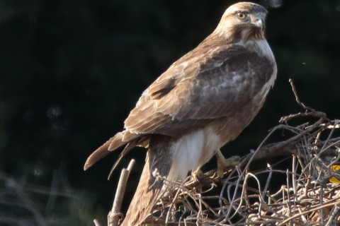 トリミング 2017/1月 SIGMA150-600C+7D2 焦点距離600mm F8 ss1/640 ISO800