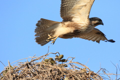 2017/1月 SIGMA150-600C+7D2 焦点距離600mm F8 ss1/2500 ISO800 Case3