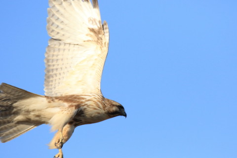 2017/1月 SIGMA150-600C+7D2 焦点距離600mm F8 ss1/2500 ISO800 Case3