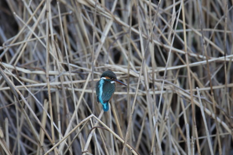 2017/1月 SIGMA150-600C+7D2 焦点距離600mm F6.3 ss1/200 ISO400