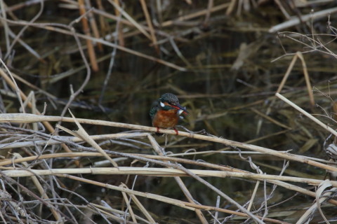 2017/1月 SIGMA150-600C+7D2 焦点距離600mm F8 ss1/1000 ISO3200