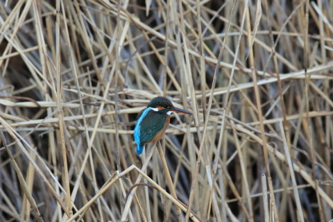 2017/1月 SIGMA150-600C+7D2 焦点距離600mm F8 ss1/640 ISO2500
