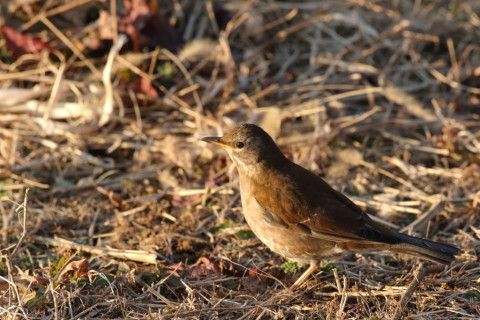 2017/1月 SIGMA150-600C+7D2 焦点距離374mm F8 ss1/800 ISO1250