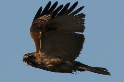 トリミング 2017/1月 SIGMA150-600C+7D2 焦点距離600mm F8 ss1/800 ISO200 Case3