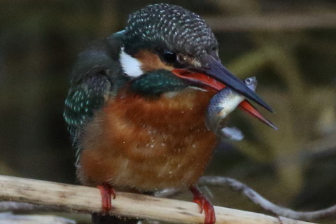 トリミング 2017/1月 SIGMA150-600C+7D2 焦点距離600mm F8 ss1/1000 ISO3200