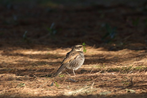 2017/2月 SIGMA150-600C+7D2 焦点距離562mm F8 ss1/500 ISO1600